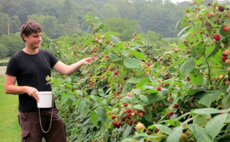 Maline i bijeli luk donose zaradu