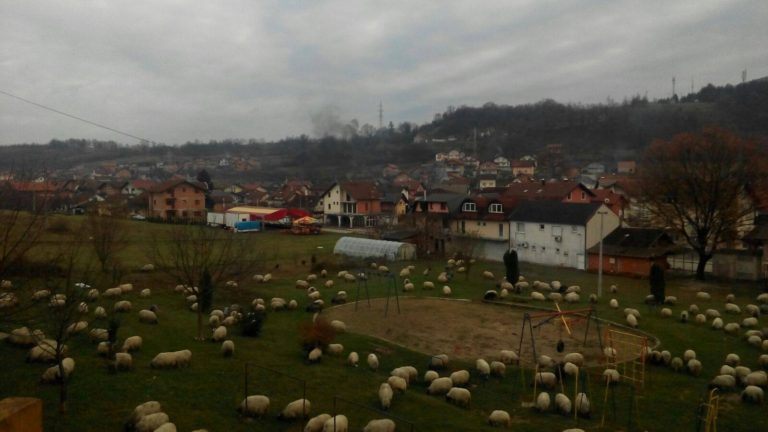 FOTO DANA: Školsko i dječije igralište u centru grada pašnjak za ovce