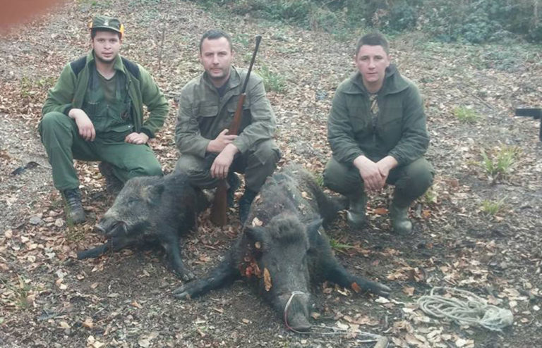 Vepar kapitalac pao u Uzlomcu